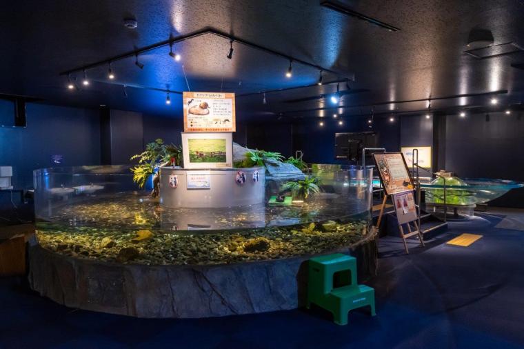 サケのふるさと 千歳水族館