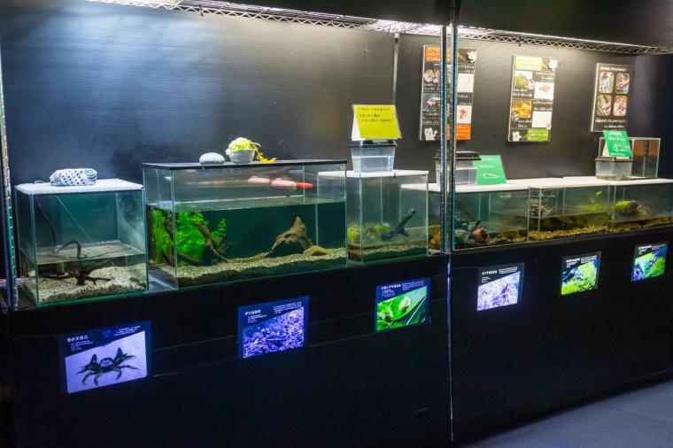 サケのふるさと 千歳水族館