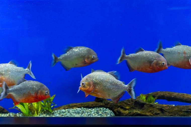 サケのふるさと 千歳水族館