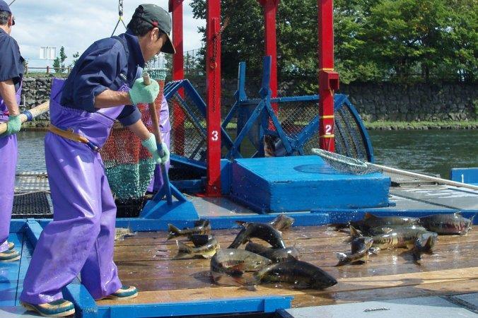 千歳市のサケのふ化事業