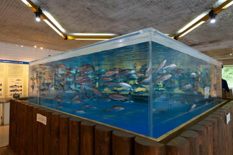 千歳さけますの森 さけます情報館