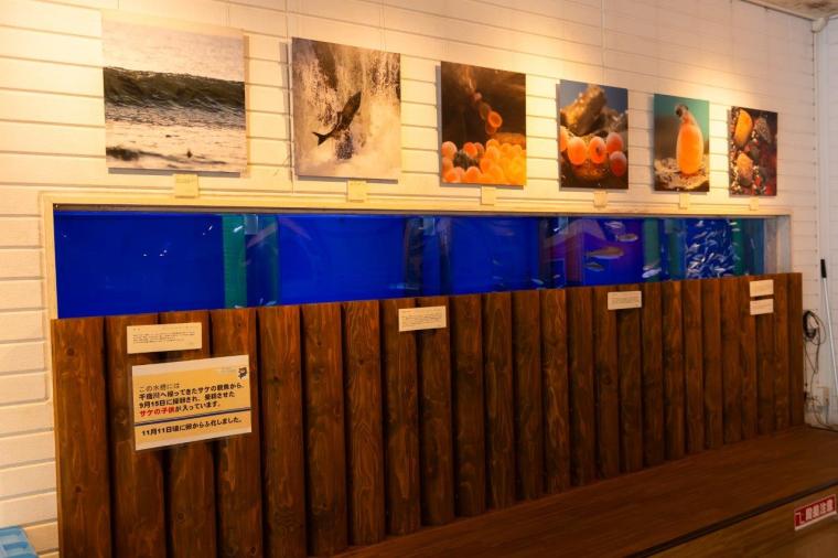 千歳さけますの森 さけます情報館