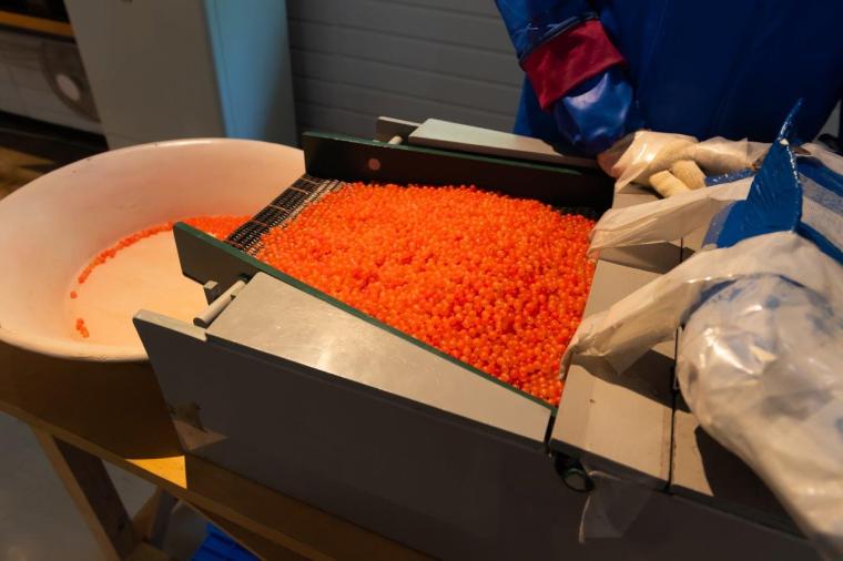 千歳さけますの森 さけます情報館