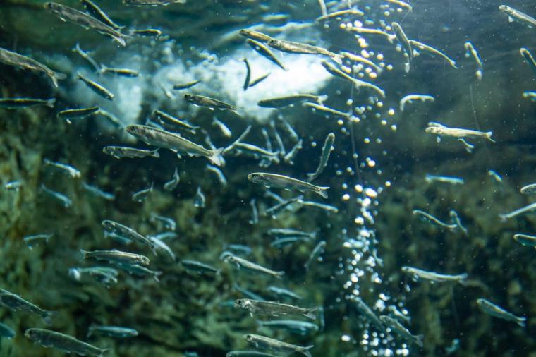 サケのふるさと 千歳水族館