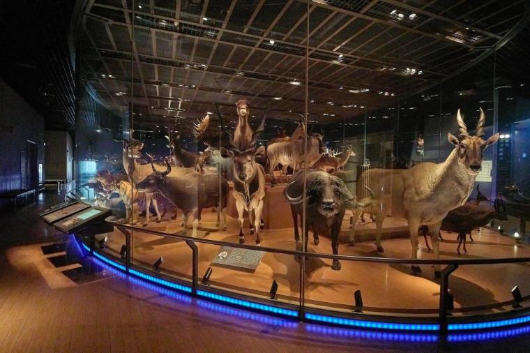 国立科学博物館