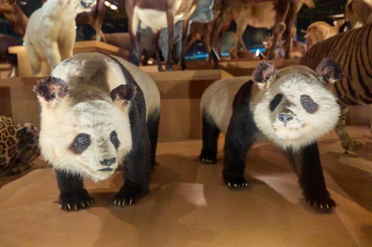 国立科学博物館