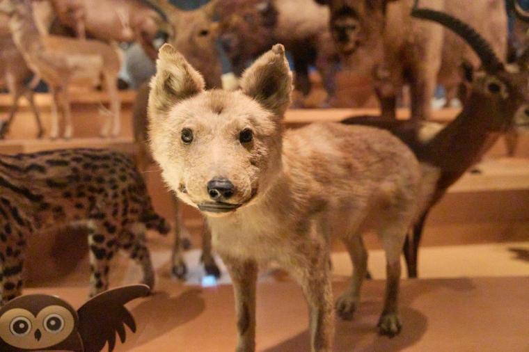 国立科学博物館