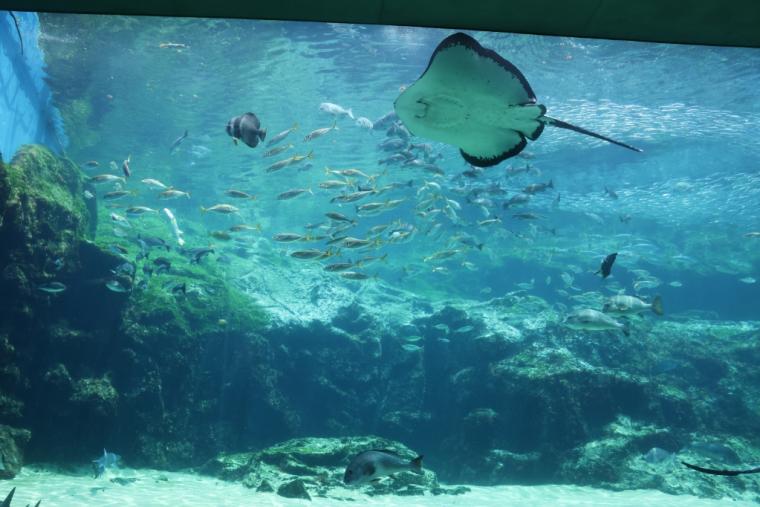 九十九島水族館海きらら