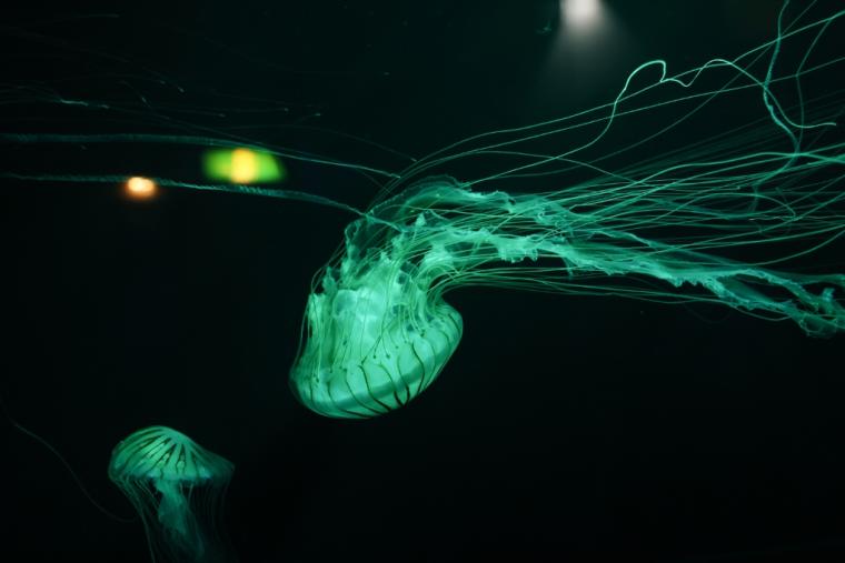 九十九島水族館海きらら