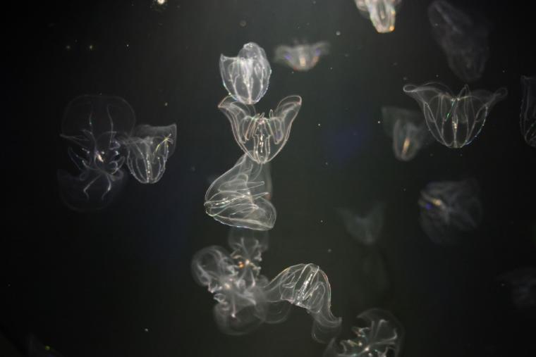 九十九島水族館海きらら