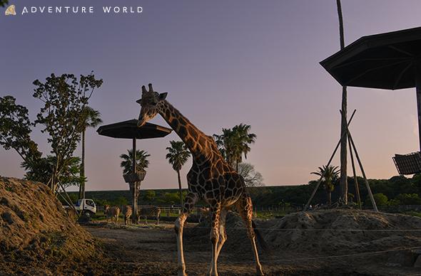 「アドベンチャーワールド」ナイトサファリハイキング