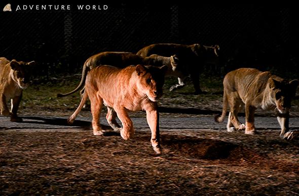 「アドベンチャーワールド」ククタナ