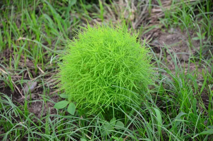 花畑や限定スイーツも！茨城・国営ひたち海浜公園で「とびっきり！夏フェア！」開催中