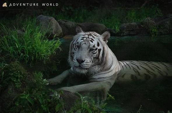 南紀白浜アドベンチャーワールド