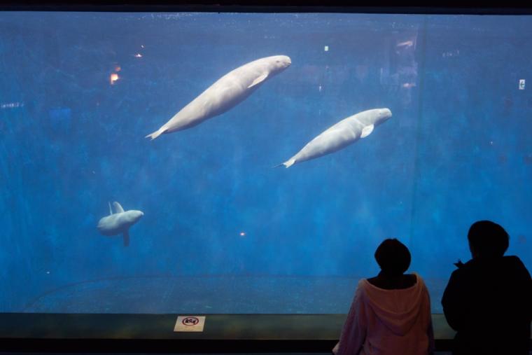鳥羽水族館