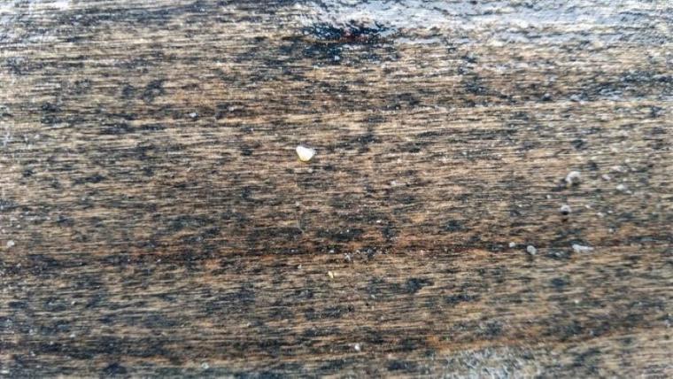 【レポ】映画「ゴールデンカムイ」にも登場！北海道・大樹町の川で“砂金採り”体験をしてみた 