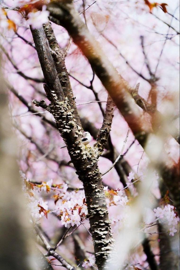 【日常の絶景】朝4時に起きてでも見たい…プロのテレビカメラマンによる「十勝の春夏秋冬」