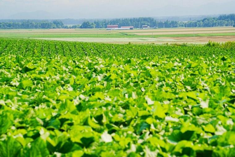 【日常の絶景】朝4時に起きてでも見たい…プロのテレビカメラマンによる「十勝の春夏秋冬」