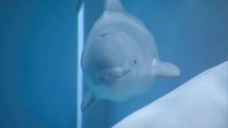 島根県浜田市の水族館にシロイルカの赤ちゃん誕生！親子で寄り添って泳ぐ可愛い姿に癒される♪