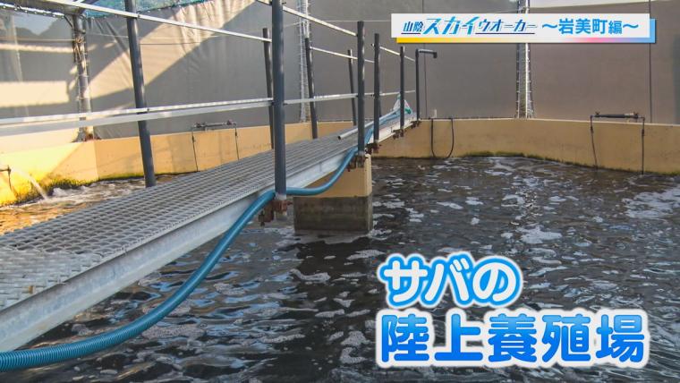 鳥取県岩美町の新名物「さばみちゃん」。刺身でも味わえる養殖サバを一匹丸ごと味わう贅沢定食！