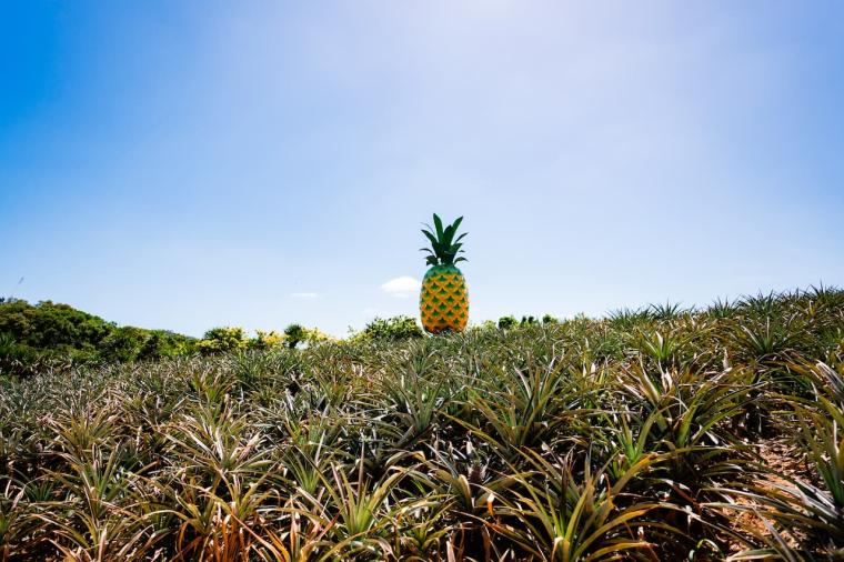 【沖縄】飲んで食べて！大人も満喫できるナゴパイナップルパークの遊び方（名護市）