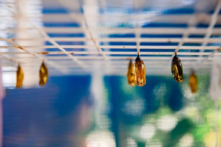 【沖縄】飲んで食べて！大人も満喫できるナゴパイナップルパークの遊び方（名護市）