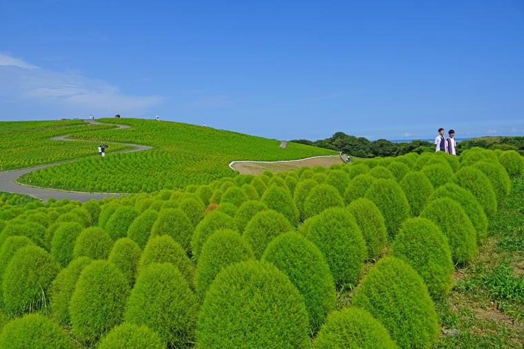 茨城の「国営ひたち海浜公園」に緑コキアのシーズン到来！