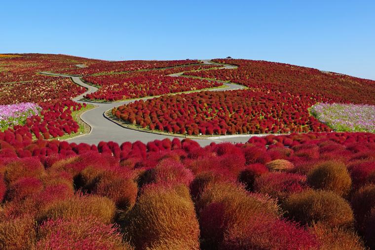 茨城の「国営ひたち海浜公園」に緑コキアのシーズン到来！