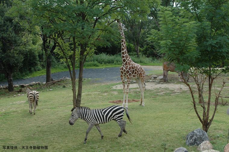 天王寺動物園