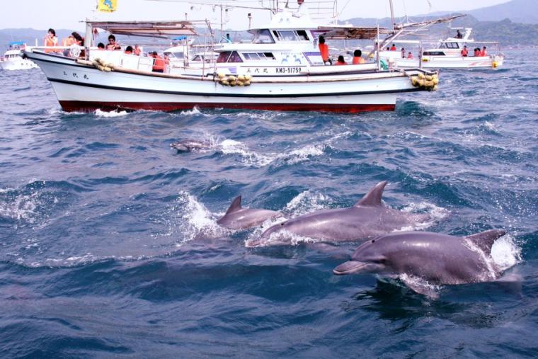 南島原イルカウォッチング