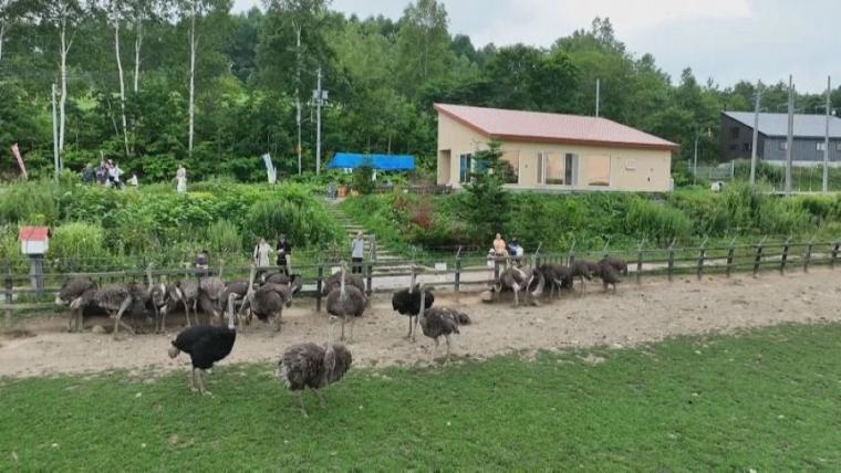子どももビックリ「なんの動物？」「地球上で一番大きい卵」北海道ニセコ町で見つけた牧 場の取り組みに注目