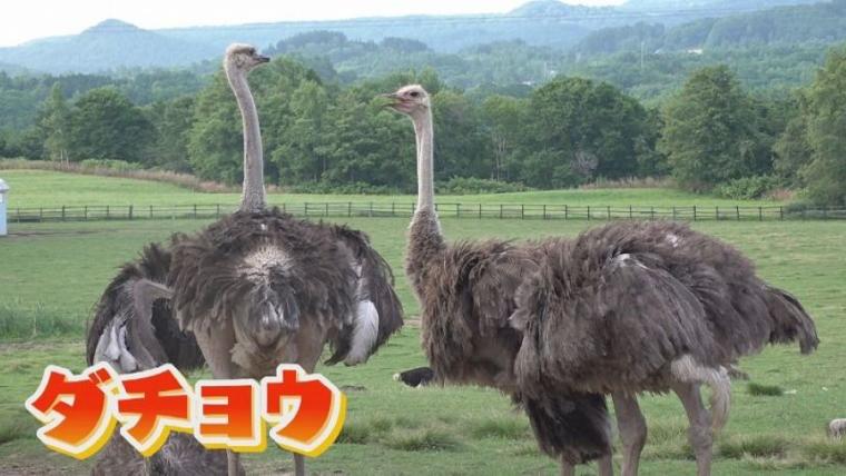 子どももビックリ「なんの動物？」「地球上で一番大きい卵」北海道ニセコ町で見つけた牧 場の取り組みに注目