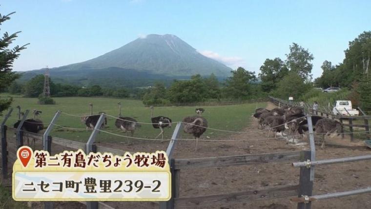 子どももビックリ「なんの動物？」「地球上で一番大きい卵」北海道ニセコ町で見つけた牧 場の取り組みに注目