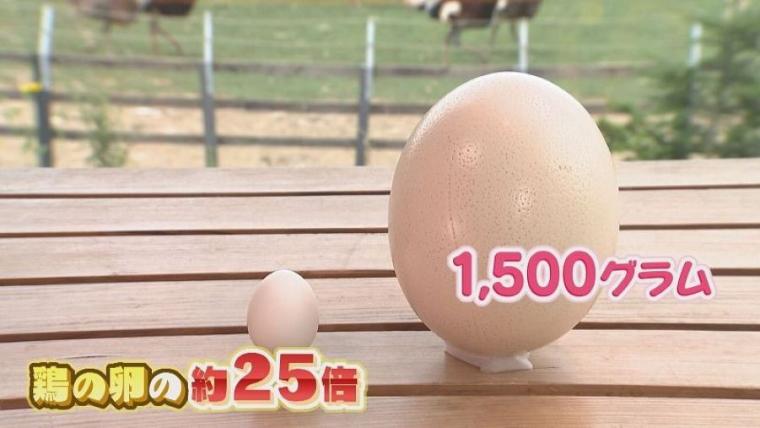 子どももビックリ「なんの動物？」「地球上で一番大きい卵」北海道ニセコ町で見つけた牧 場の取り組みに注目