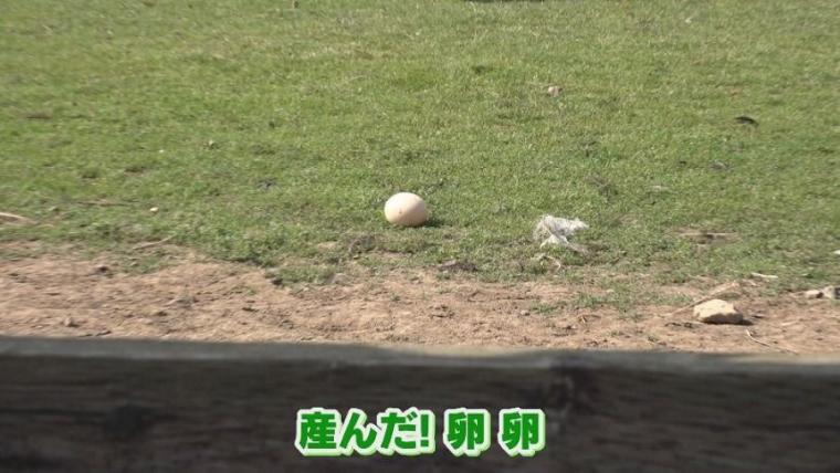 子どももビックリ「なんの動物？」「地球上で一番大きい卵」北海道ニセコ町で見つけた牧 場の取り組みに注目