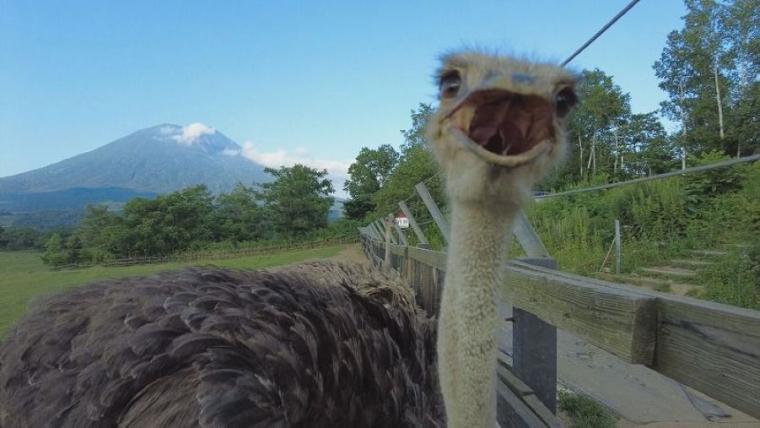 子どももビックリ「なんの動物？」「地球上で一番大きい卵」北海道ニセコ町で見つけた牧 場の取り組みに注目