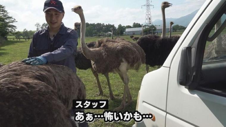 子どももビックリ「なんの動物？」「地球上で一番大きい卵」北海道ニセコ町で見つけた牧 場の取り組みに注目