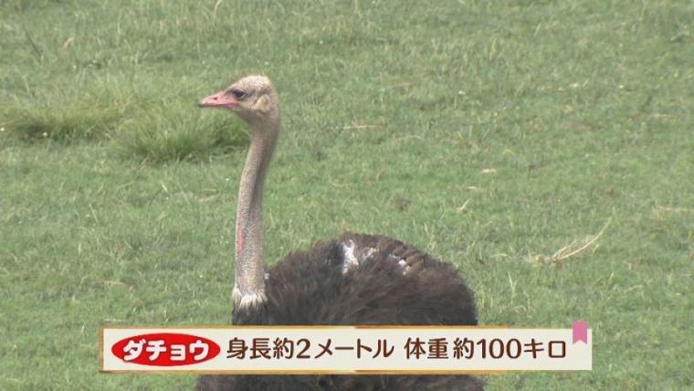 子どももビックリ「なんの動物？」「地球上で一番大きい卵」北海道ニセコ町で見つけた牧 場の取り組みに注目