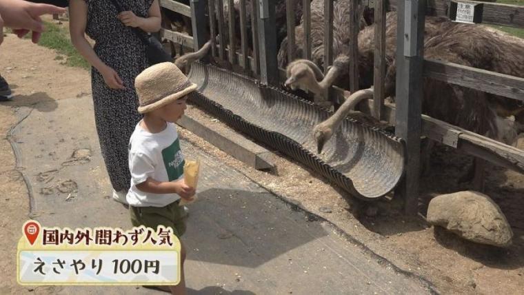 子どももビックリ「なんの動物？」「地球上で一番大きい卵」北海道ニセコ町で見つけた牧 場の取り組みに注目