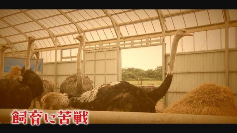 子どももビックリ「なんの動物？」「地球上で一番大きい卵」北海道ニセコ町で見つけた牧 場の取り組みに注目