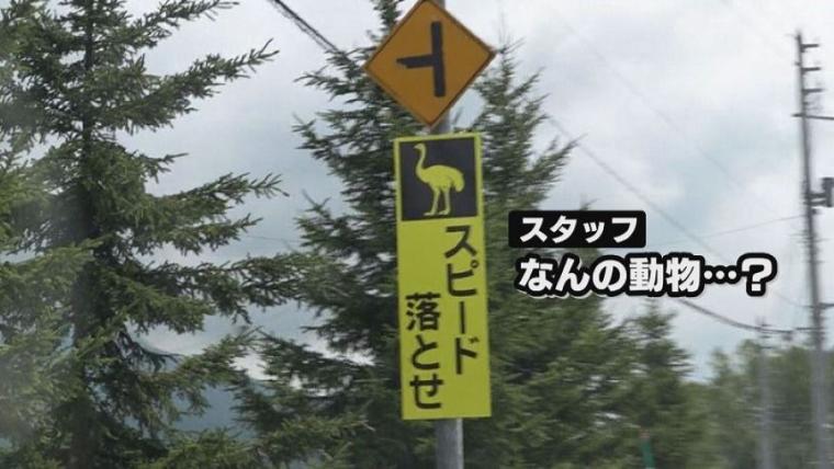 子どももビックリ「なんの動物？」「地球上で一番大きい卵」北海道ニセコ町で見つけた牧 場の取り組みに注目
