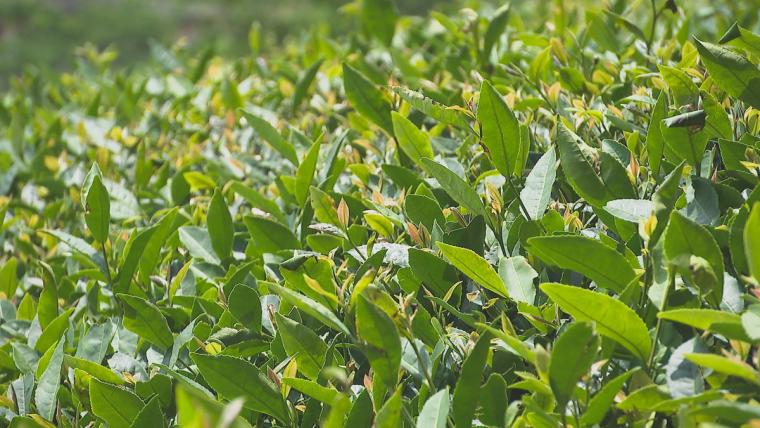 【岡山】山腹にある紅茶農園が営む紅茶専門店。絶景を眺めながらアフタヌーンティーで贅沢なひと時を