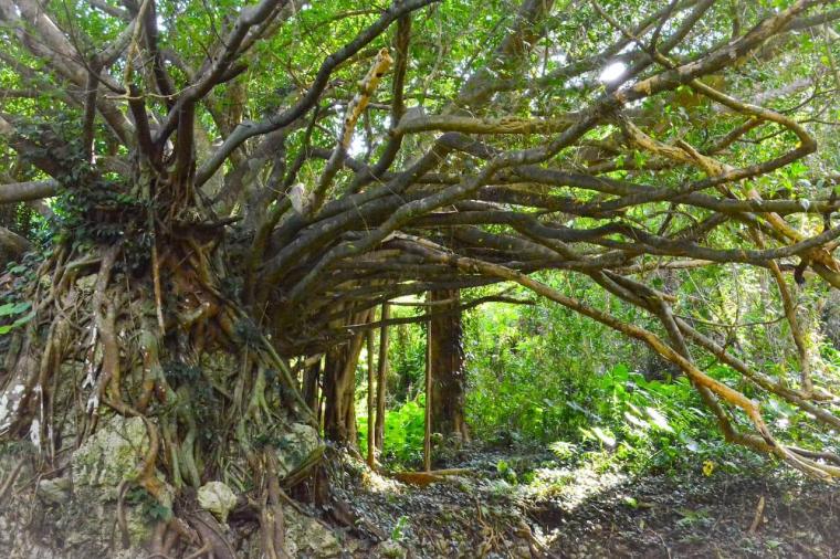 【沖縄】ただの観光地ではない？！世界遺産「今帰仁城跡」の楽しみ方