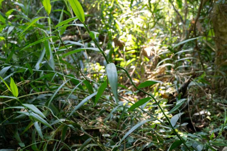 沖縄を代表する聖地「斎場御嶽（せーふぁうたき）」とは？ツアーで知る歴史と文化（南城市）