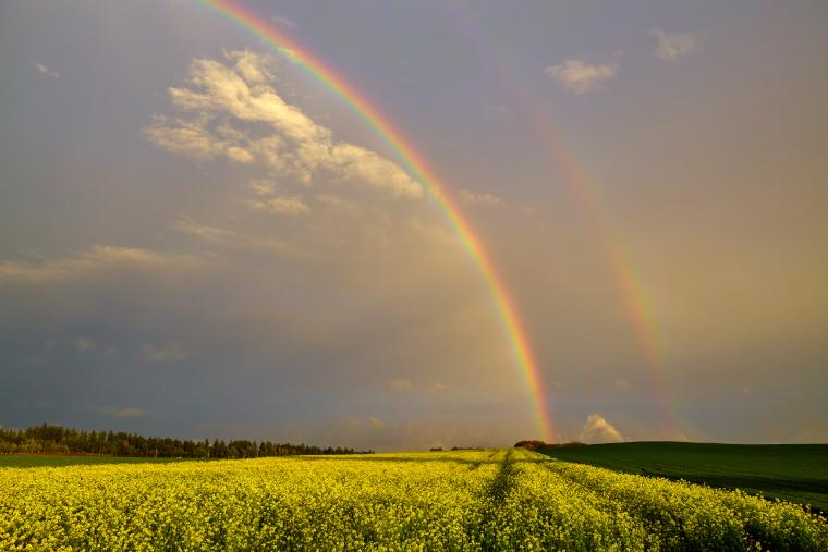 花畑の虹