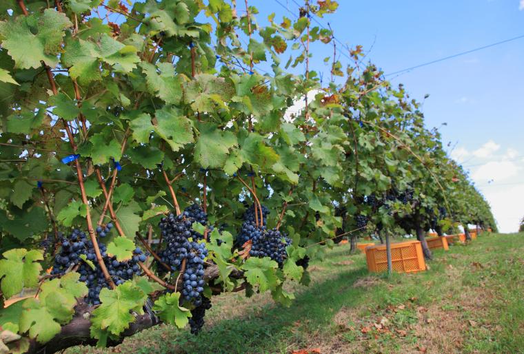 神戸ワイナリー