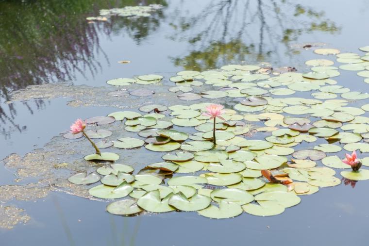 エミール・ガレの庭