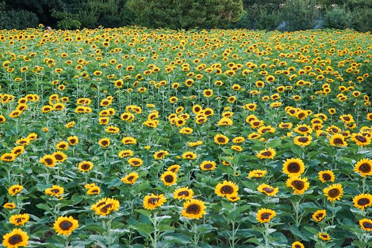 チームラボ ボタニカルガーデン 大阪