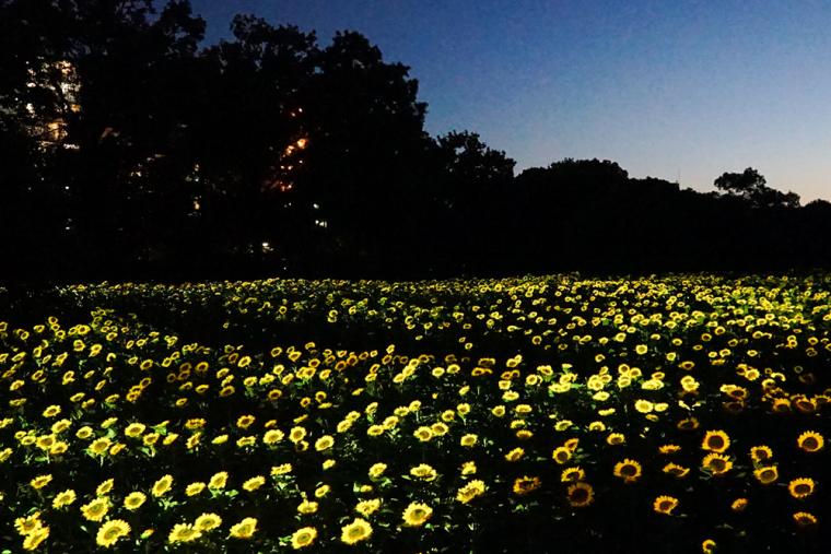 チームラボ ボタニカルガーデン 大阪