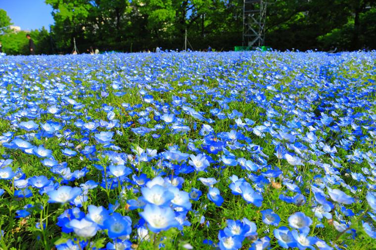 長居植物園 ネモフィラ